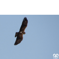 گونه عقاب دو برادر Bonellis Eagle